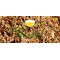 Gastrisan, Gastritis, Ulcera Gastrica, Limpiador Gástrico : Heartburn, Gastric Ulcer Treatment, Gastrisan Natural Mexican Blend